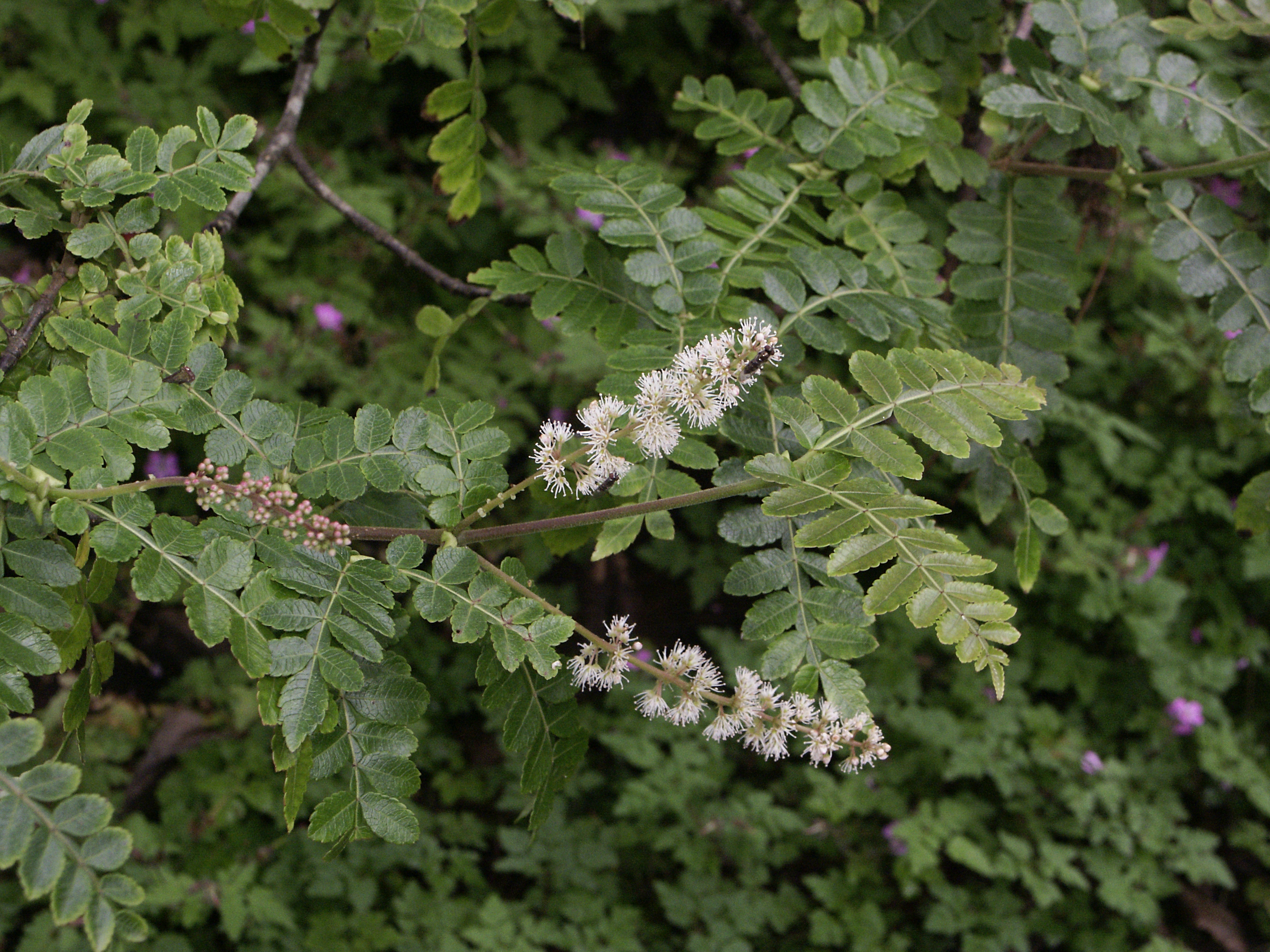 Представитель Семейства Cunoniaceae